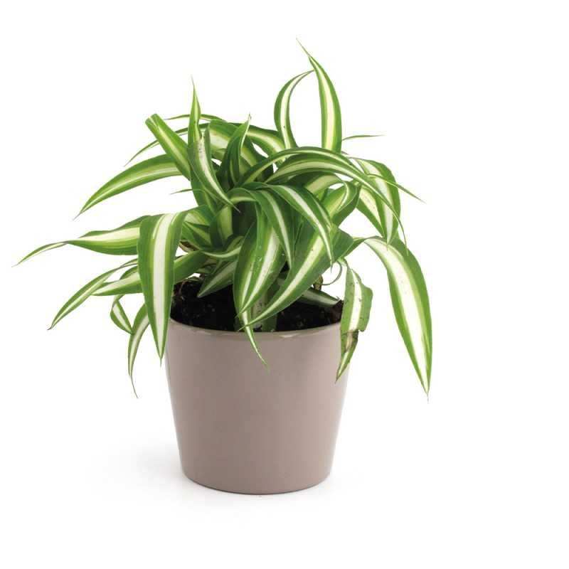 Plantes vertes, pots décoratifs pour l'accueil - Concept Bureau
